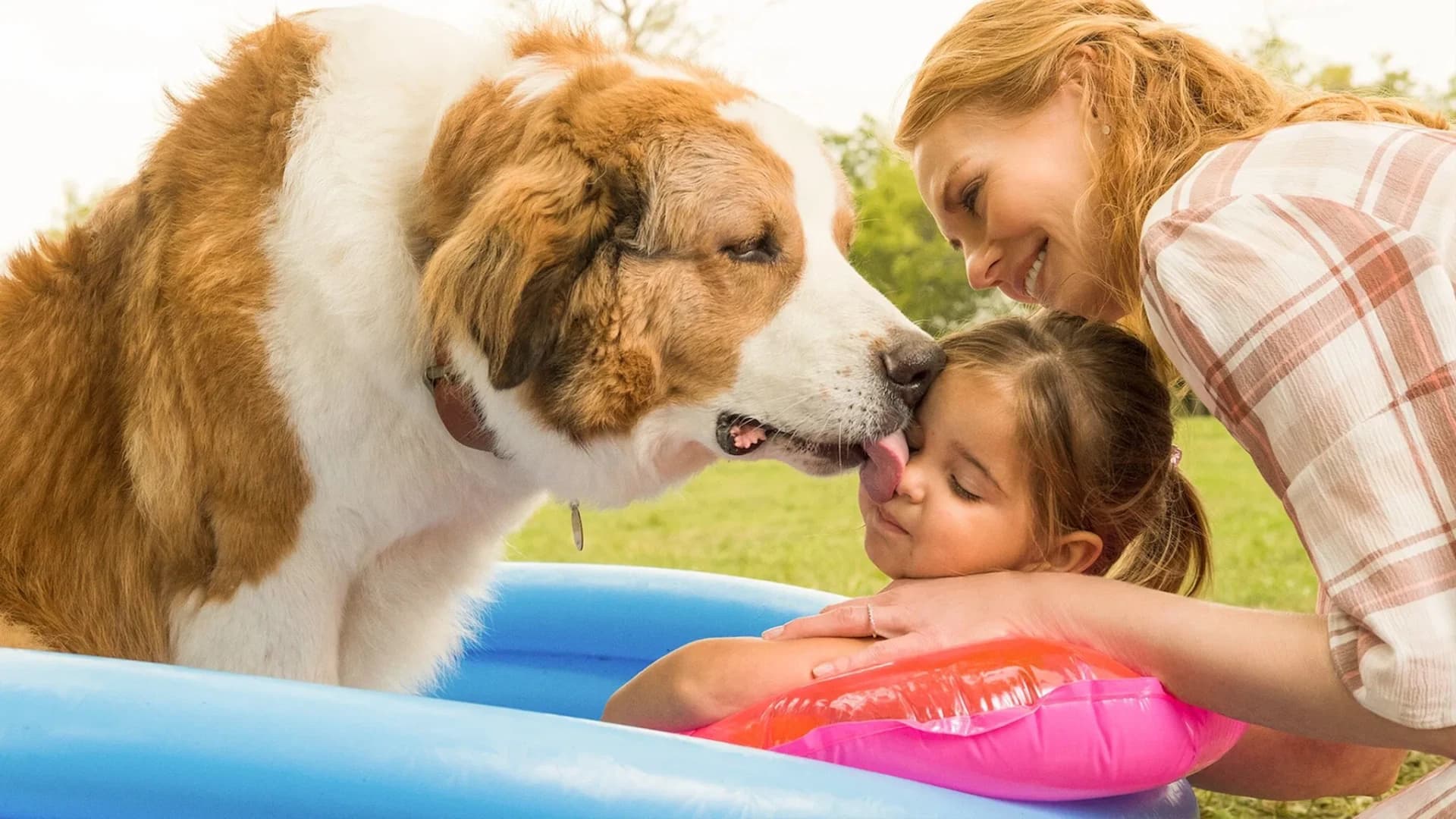 ერთი ძაღლის მოგზაურობა